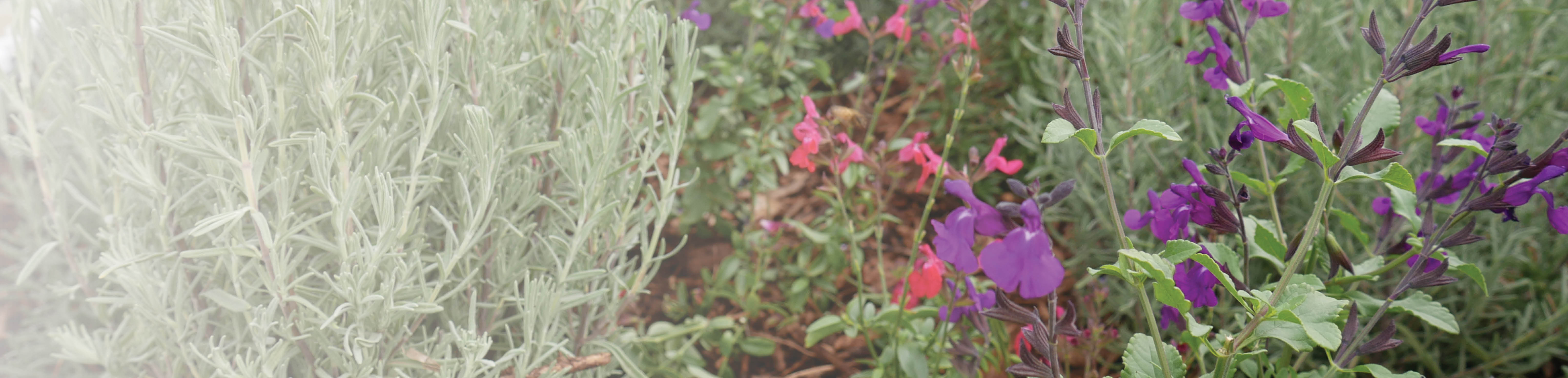 Garden of Flowers