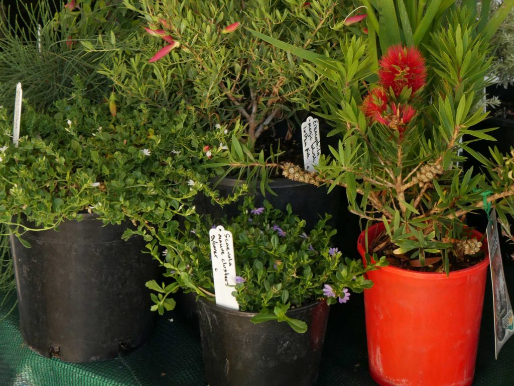Pot plants need help in summer