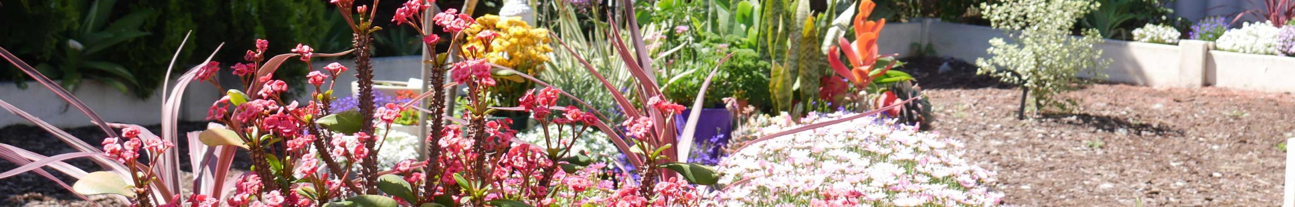 Aged Care Gardening and Home Maintenance Services